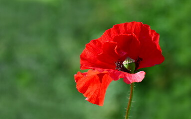 Rote Mohnblüte, Klatschmohnblüte, wilde Mohnblüte isoliert vor grünen unscharfen Hintergrund