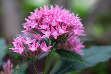Vibrant bunch of pink pentas lanceolata or egyptian starcluster flowers complemented by lush green leaves