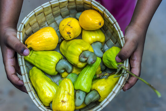 Group of fresh yellow cashew apples on a basket.