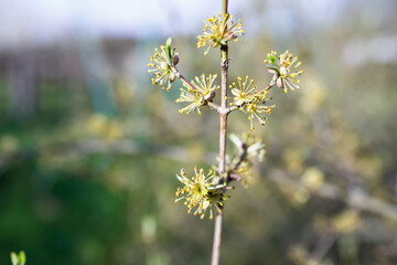 Forestiera acuminata, known as eastern swamp privet,