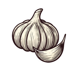  garlic hand drawn vector illustration