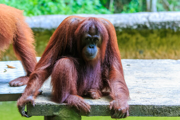 orangutans or pongo pygmaeus is the only asian great found on the island of Borneo and Sumatra