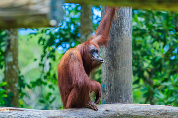 orangutans or pongo pygmaeus is the only asian great found on the island of Borneo and Sumatra
