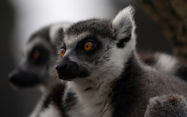 Close up of a Lemur