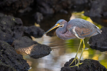 Tricolored Heron