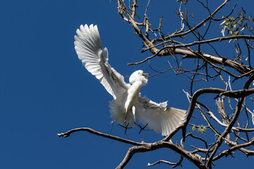  Great Egret (Ardea alba) in flight, landing on a tree branch in Morro Bay, California. Wings...