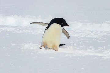Adelie penguin (Pygoscelis adeliae) standing snow, on the Antarctic Peniunsula. Flippers spread, looking to the side. 
