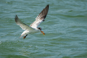 Fototapeta na wymiar Royal Tern with fish