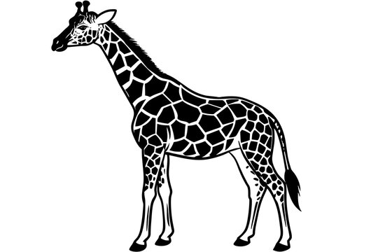 Giraffe silhouette  vector art illustration
