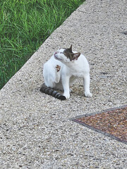 cat on the street