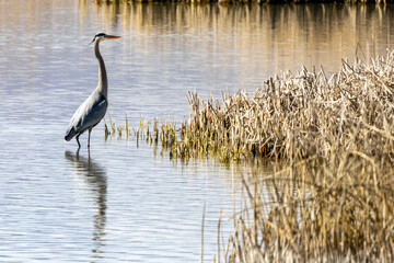 Blue Heron