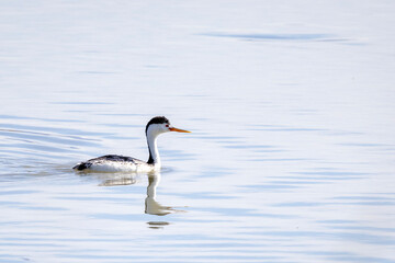 Bird on water