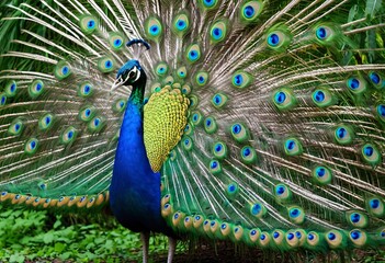 Obraz premium Feathered Majesty Elegant Peacock Dazzling Display in the Jungle