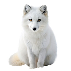 Naklejka premium White fox on a transparent background. Isolated on a transparent background.