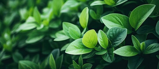 A detailed view of a verdant plant with multiple leaves against a backdrop of foliage in close range - obrazy, fototapety, plakaty