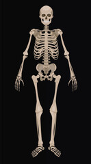 A detailed Illustration of the Skeletal System against on dark background. Bone Structure of Human Anatomy for Educational Insight.