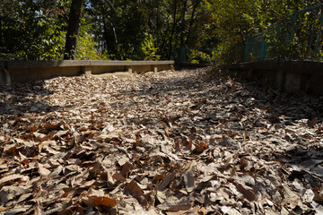 Carpet of fallen leaves