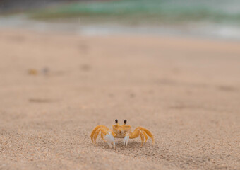 yellow crab
