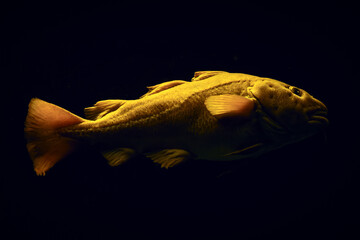 Atlantic cod Gadus morhua in sea underwater