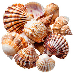 Obraz premium Group of sea shells with transparent background, PNG format