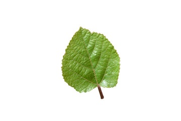 green leaf isolated on white transparant  backround 