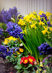 Blooming muscari hyacinths and narcissus in the spring garden	
