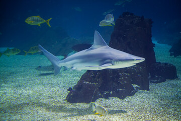 Sandbar shark Carcharhinus plumbeus underwater in sea