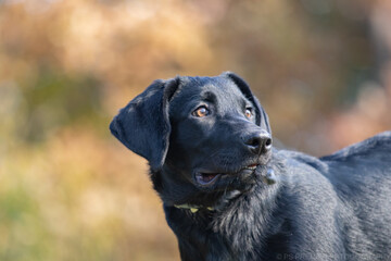Black Labrador Retriever