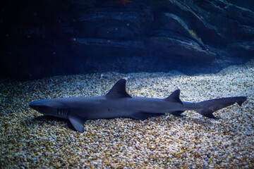 Whitetip reef shark - 765258735