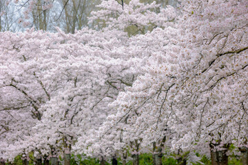 Cherry Blossom full bloom on the trees during spring season, Beautiful white pink Sakura flowers with blue sky in the garden, Bloesempark (Kersenbloesempark) Amsterdamse Bos, Amstelveen, Netherlands.