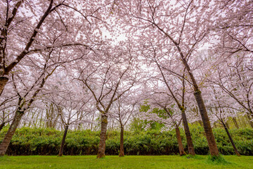 Cherry Blossom full bloom on the trees during spring season, Beautiful white pink Sakura flowers with blue sky in the garden, Bloesempark (Kersenbloesempark) Amsterdamse Bos, Amstelveen, Netherlands.