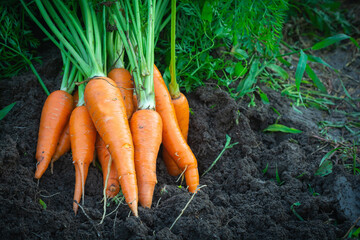 Carrot in woman hand in the garden .