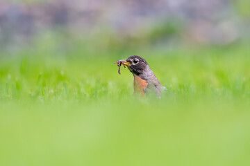 American Robin in the grass with a worm in its beak