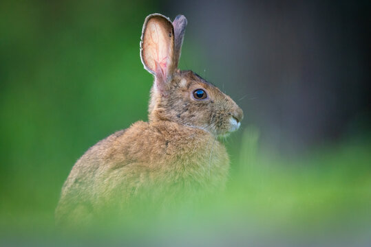 Close-up of Snowshoe Hare rabbit bunny sitting in grass