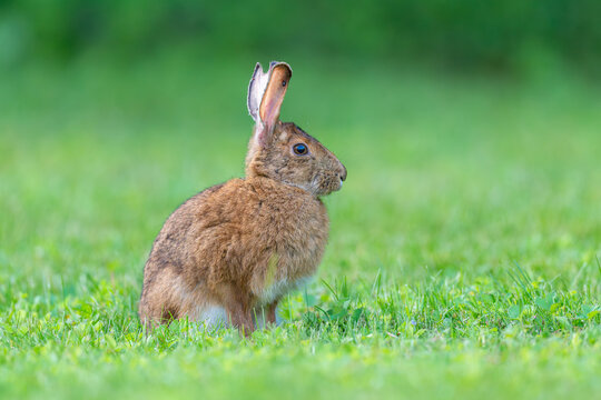 Snowshoe Hare rabbit bunny sitting in short grass