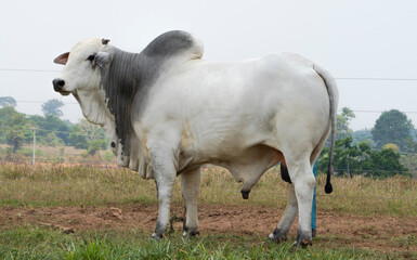 Bull Nelore Brazil side profile