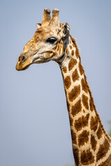 Close up portrait of giraffe head in Botswana