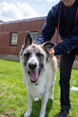 Great Pyrenees mix dog with human playing with floppy eats. Selective focus