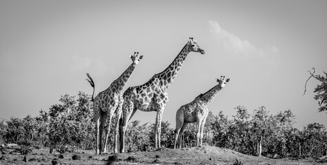 Three giraffe in black and white around a waterhole in Botswana