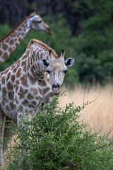 Giraffe peeking  out from behind a bush in Botswana