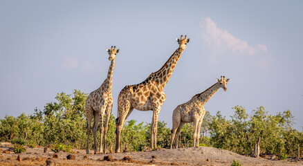 Group of giraffe at a waterhole in Botswana