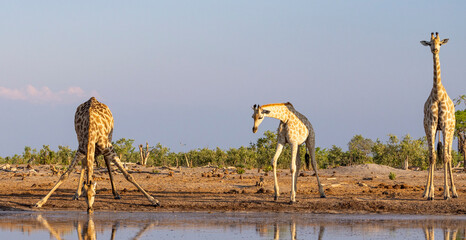 Group of giraffe at a waterhole in Botswana