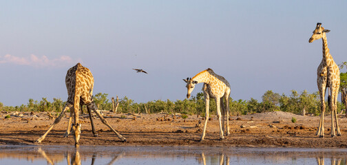 Group of giraffe at a waterhole in Botswana