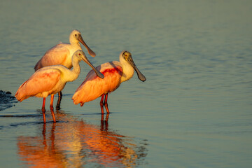 Roseate Spoonbills