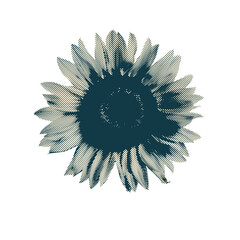 Sunflower halftone 