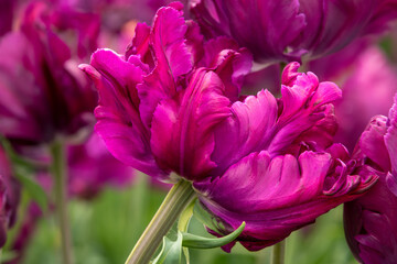 tulip flower