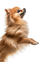 Cute little pomeranian dog jumping on white background, side view shot. isolated on white background.