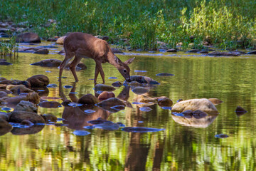 deer fawn drinking in river