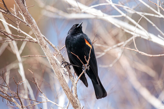 Red-winged blackbird sitting in a tree, keeping an eye on its surroundings.