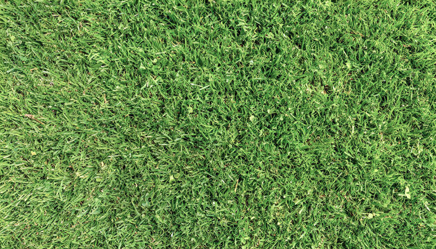 neatly trimmed lawn surface, 16:9 widescreen texture wallpaper / backdrop / background, graphic resources